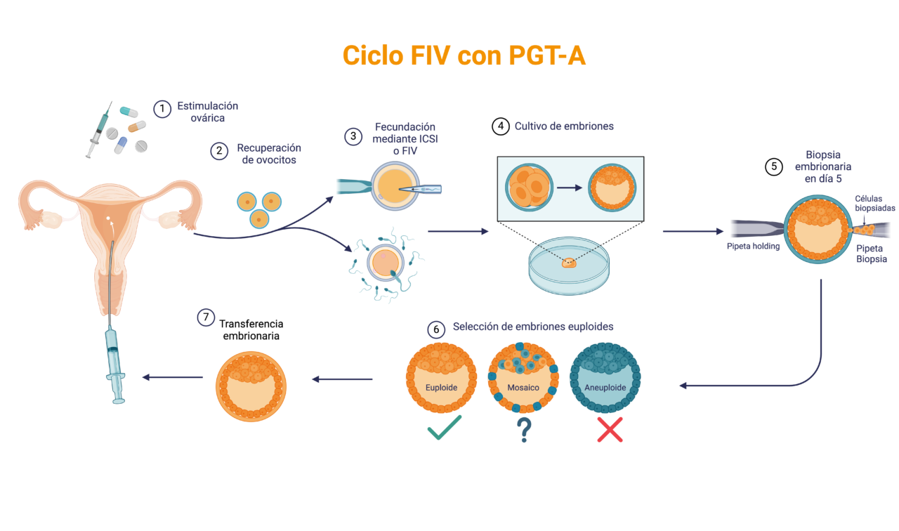 Pgta Visual Test Genético Preimplantacional (PGT-A): Detectando Anomalías ...