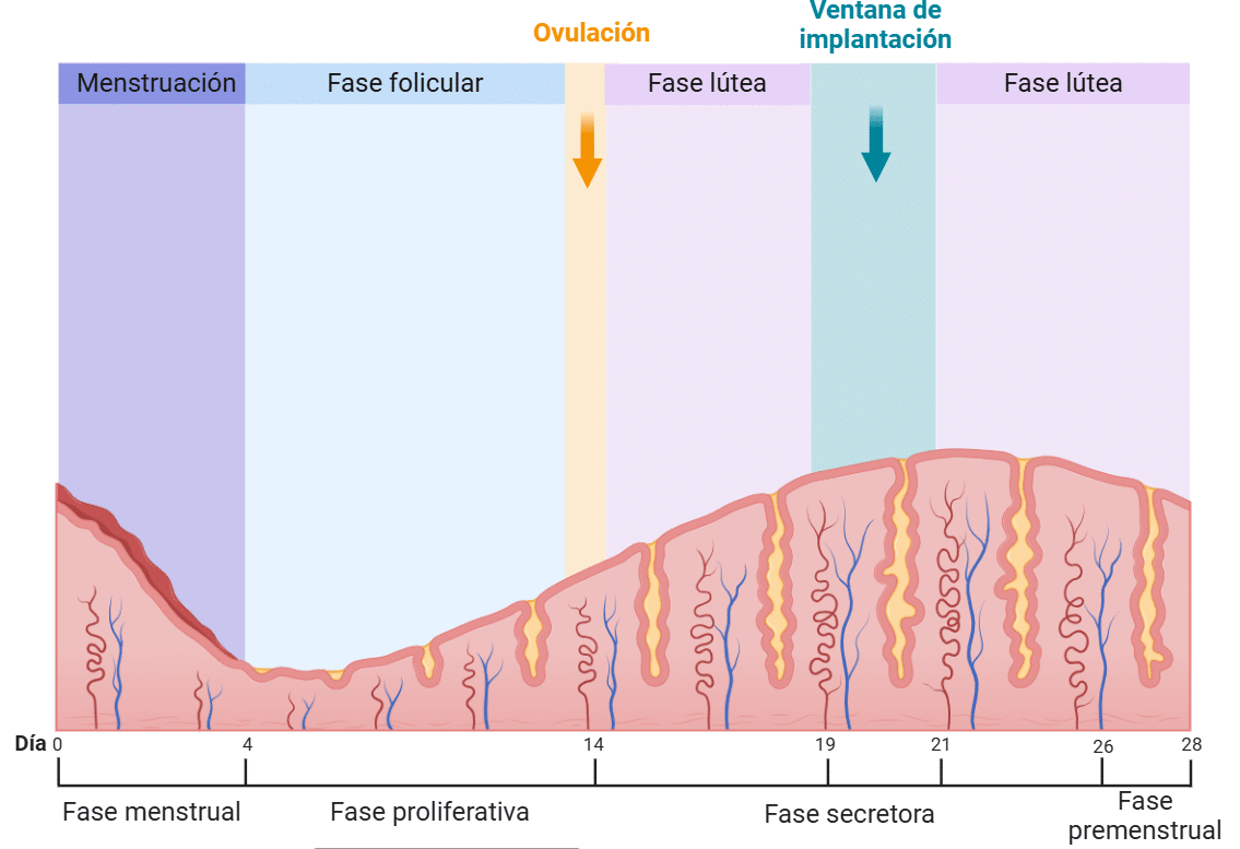 Cada Ciclo, una Nueva Oportunidad: Cómo la Salud Endometrial Influye en
